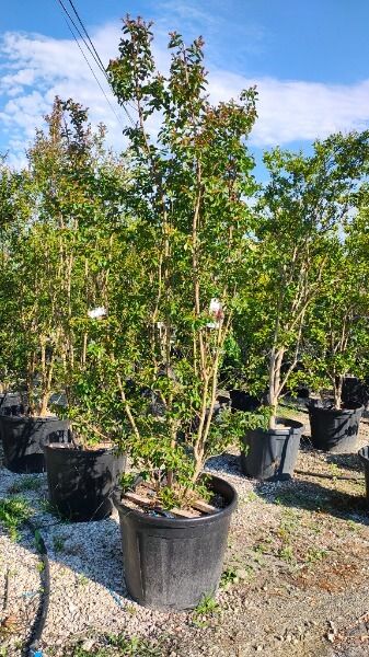 LAGERSTROEMIA INDICA DYNAMITE ®