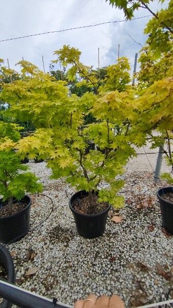 ACER PALMATUM SUMMER GOLD