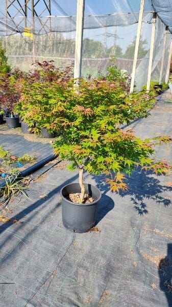 ACER PALMATUM TSUMA GAKI