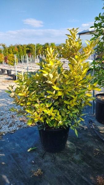 ELAEAGNUS X EBB.LIMELIGHT