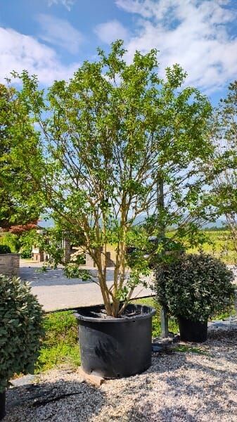 LAGERSTROEMIA INDICA