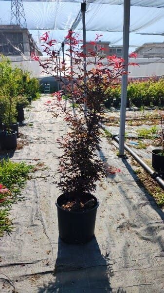 ACER PALMAT.SKEETERS BROOM