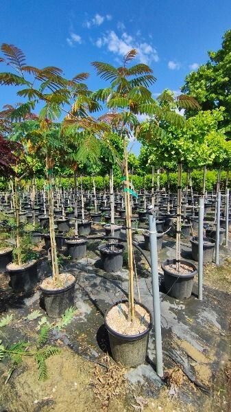 ALBIZIA JULIBRISSIN EVEY’S PRIDE