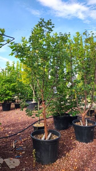 ACER GRISEUM