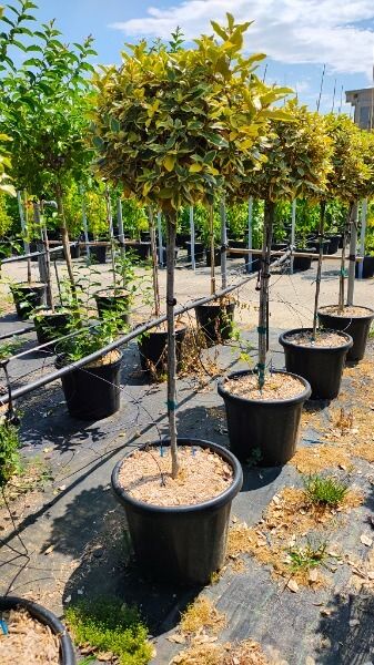 ELAEAGNUS EBBINGEI VIVILEG ®