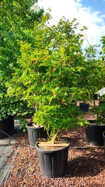 ACER PALMAT.OSAKAZUKI