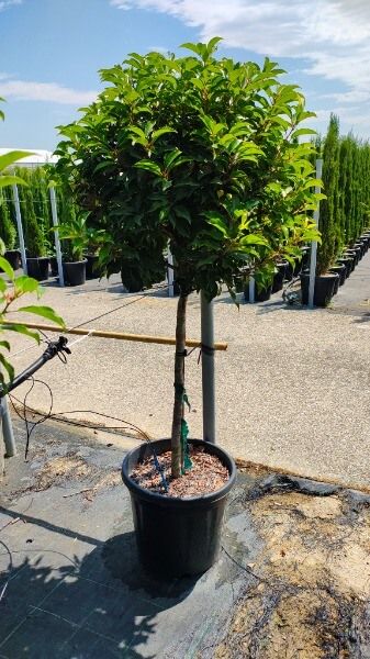 PRUNUS LUSITANICA BRENELIA ®