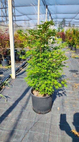 ACER PALM.ARAKAWA