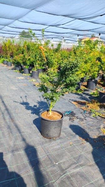 ACER PALMATUM SHISHIDASHIRA