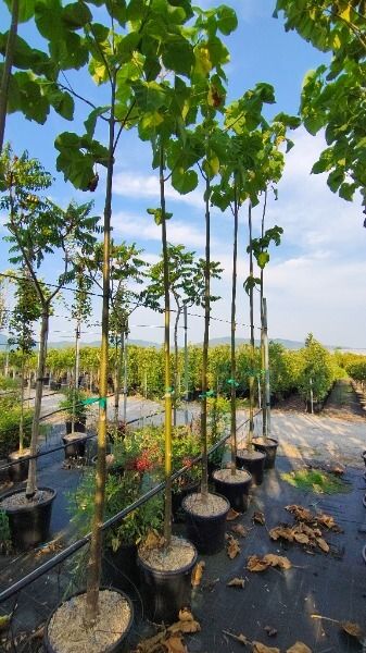 PAULOWNIA TOMENTOSA