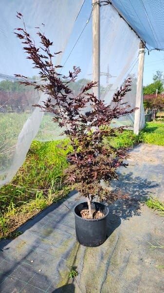 ACER PALMAT.FIREGLOW 1
