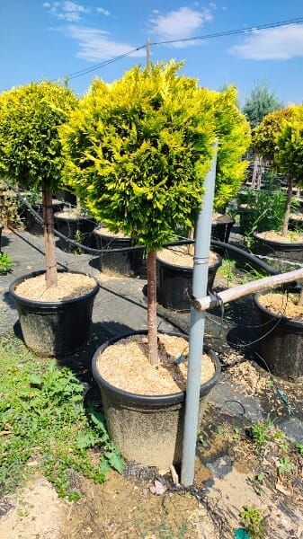 CUPRESSOCYPARIS LEYLANDII GOLD RIDER