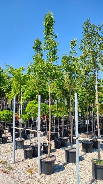 Pyrus calleryana ‘Chanticleer’