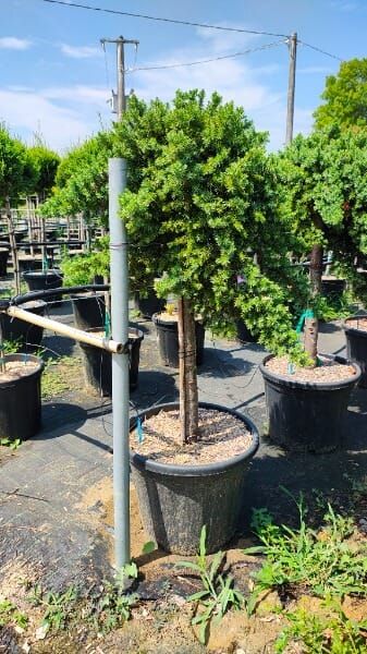 JUNIPERUS BLUE PACIFIC