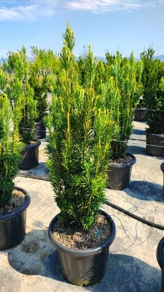 Cephalotaxus harringtonia