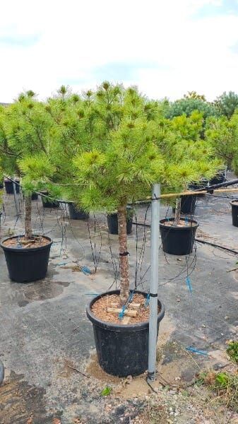 Pinus strobus ‘Excelsa’