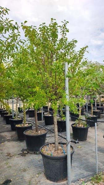Prunus domestica ‘Stanley’