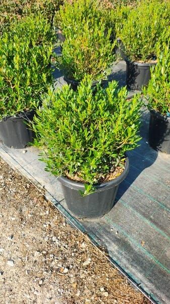 Phillyrea angustifolia