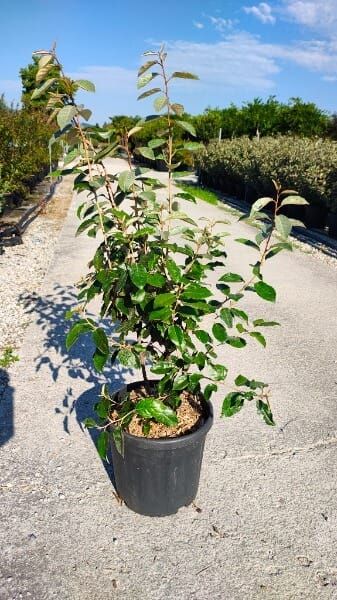 Elaeagnus × ebbingei