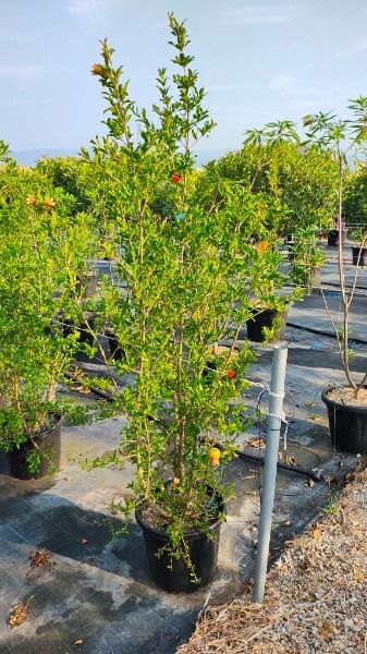 PUNICA GRANATUM NEIRANA