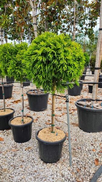 CRYPTOMERIA JAP.GLOBOSA NANA