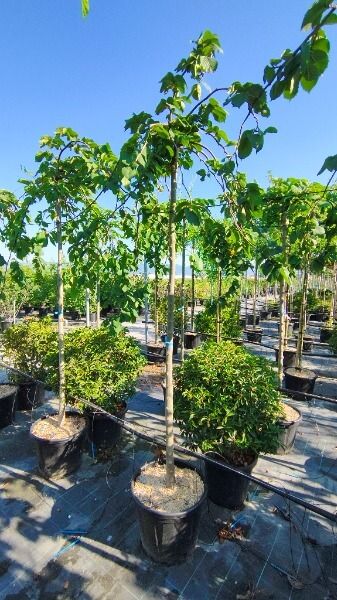 Ulmus glabra ‘Pendula’