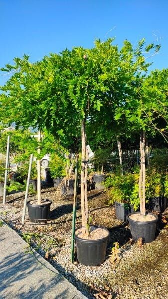 WISTERIA SINENSIS