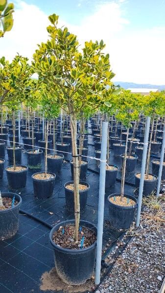 Ilex aquifolium ‘Golden King’