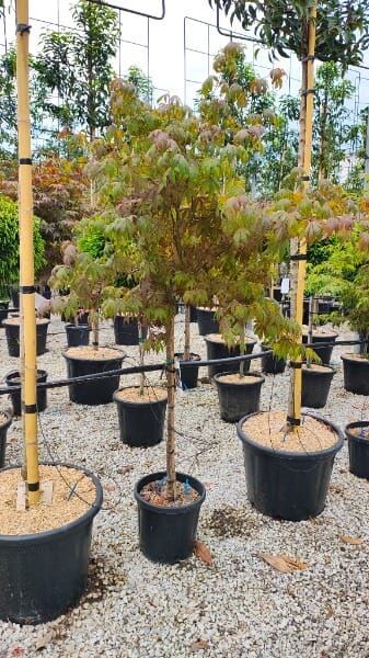 Acer palmatum var. dissectum ‚Atropurpureum‘
