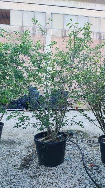 AMELANCHIER LAMARCKII