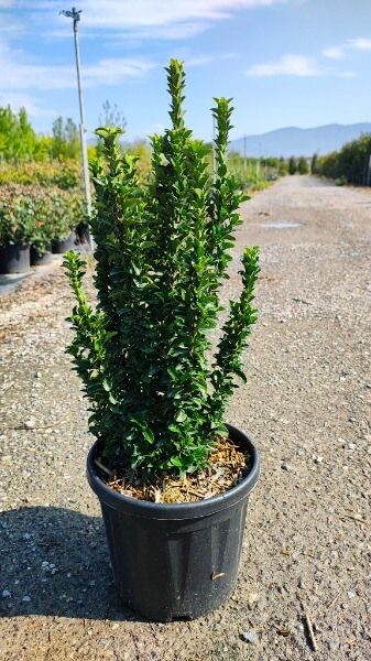 EUONYMUS JAP. BENKOMASAKI