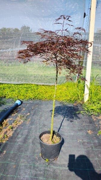 ACER PALM.DISS.INABA-SHIDARE