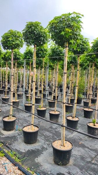 LIQUIDAMBAR STYRACIFLUA GUMBALL