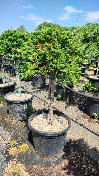 JUNIPERUS HORIZONT.PRINCE OF WALES