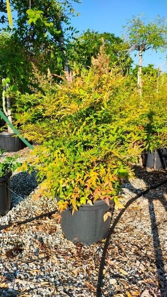 NANDINA DOMESTICA
