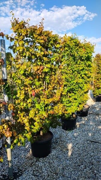 Parrotia persica