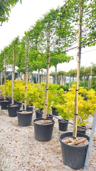 Carpinus betulus