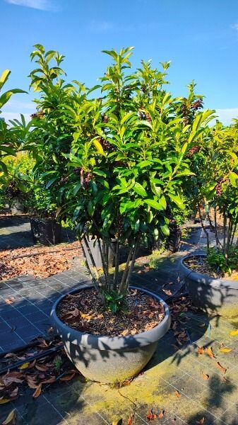PRUNUS LAUROCERASUS GENOLIA ®