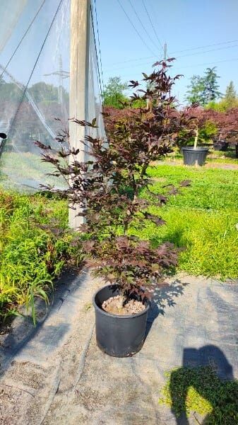 ACER PALMAT.BLOODGOOD