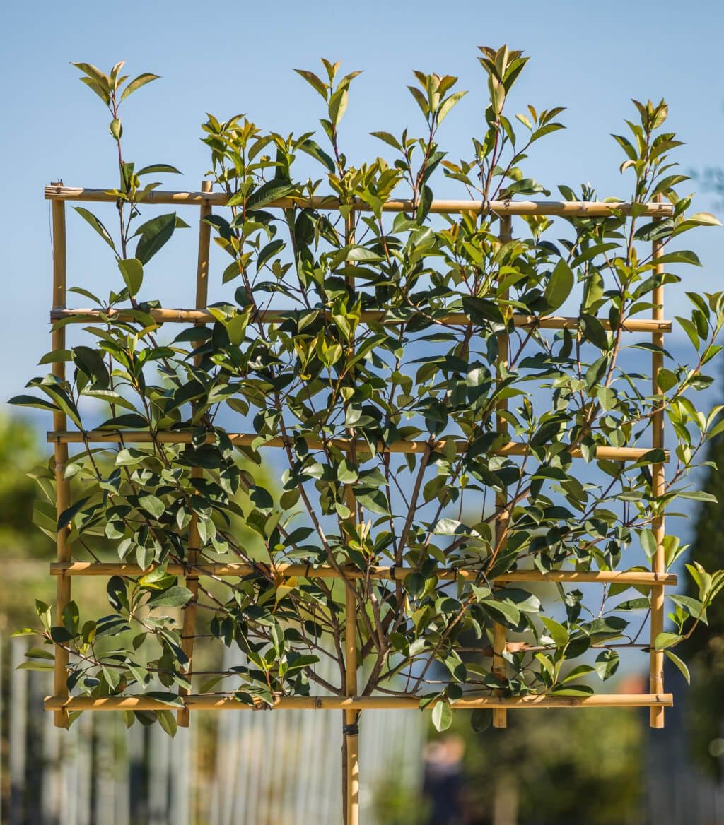dettaglio