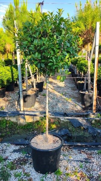 PHOTINIA X FRASERI RED ROBIN