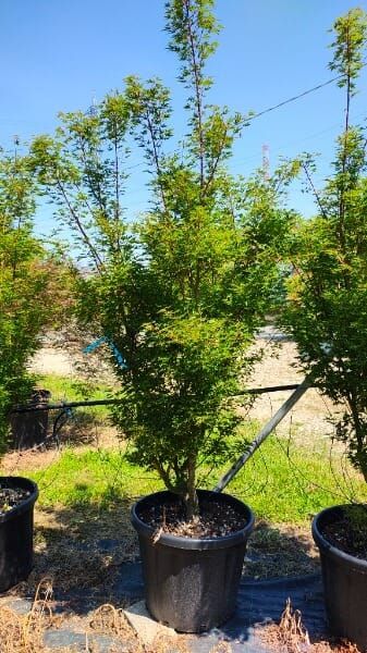 ACER ACER PALM.OKISHIMO