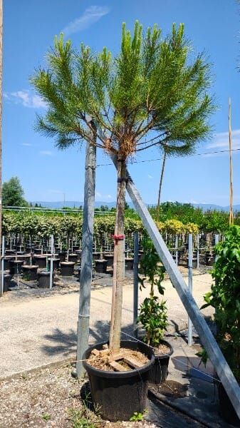 PINUS PINEA