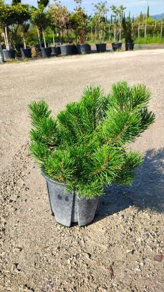 Pinus mugo ‚Mughus‘