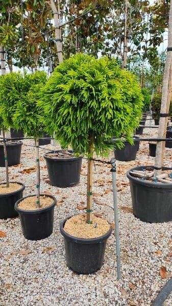 Cryptomeria japonica ‚Globosa Nana‘