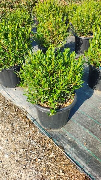 PHILLYREA ANGUSTIFOLIA