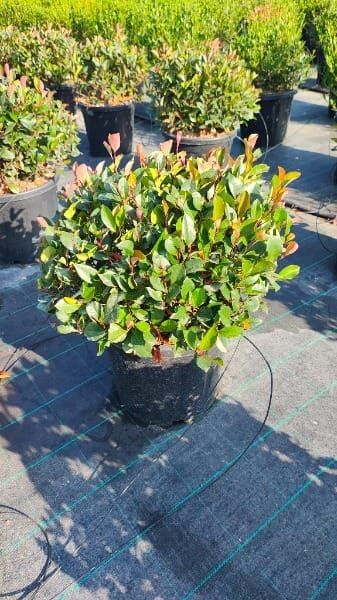 Photinia ‘Little Red Robin’