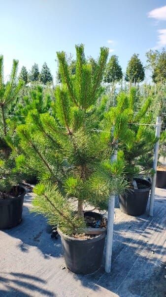 Pinus nigra subsp. nigra