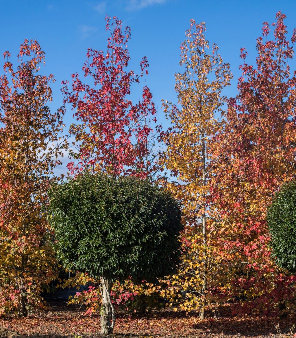 catalogo piante ghelardeschi