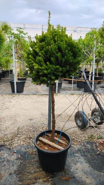 Taxus x media &lsquo;Hillii&rsquo;